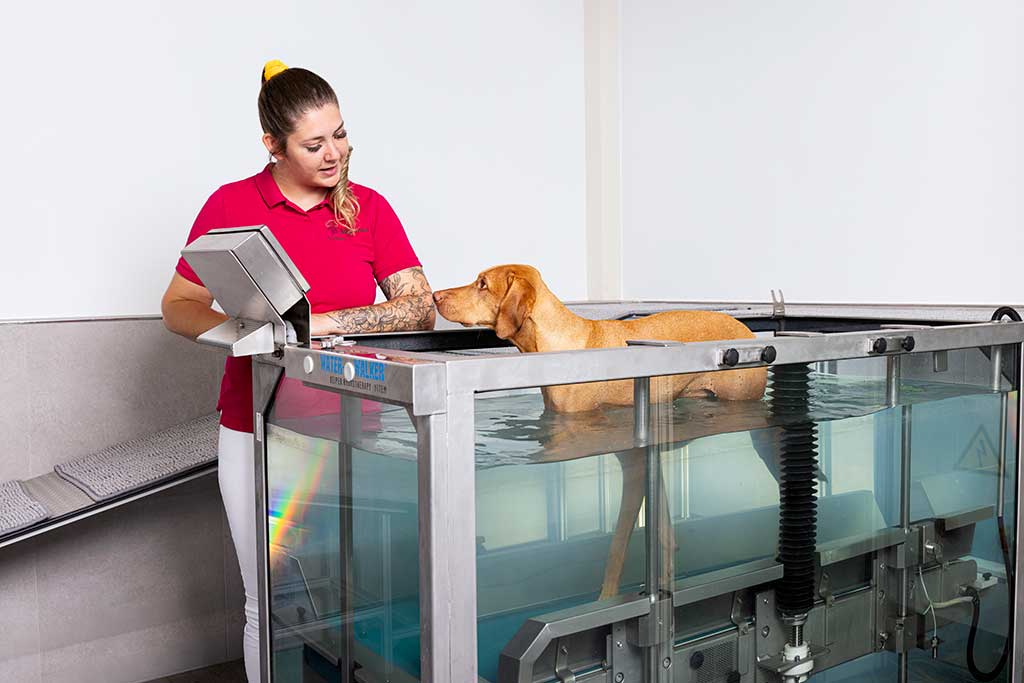 Auqatrainer in dem ein Hund trainiert unter Anleitung einer Tiermedizinischen Fachkraft