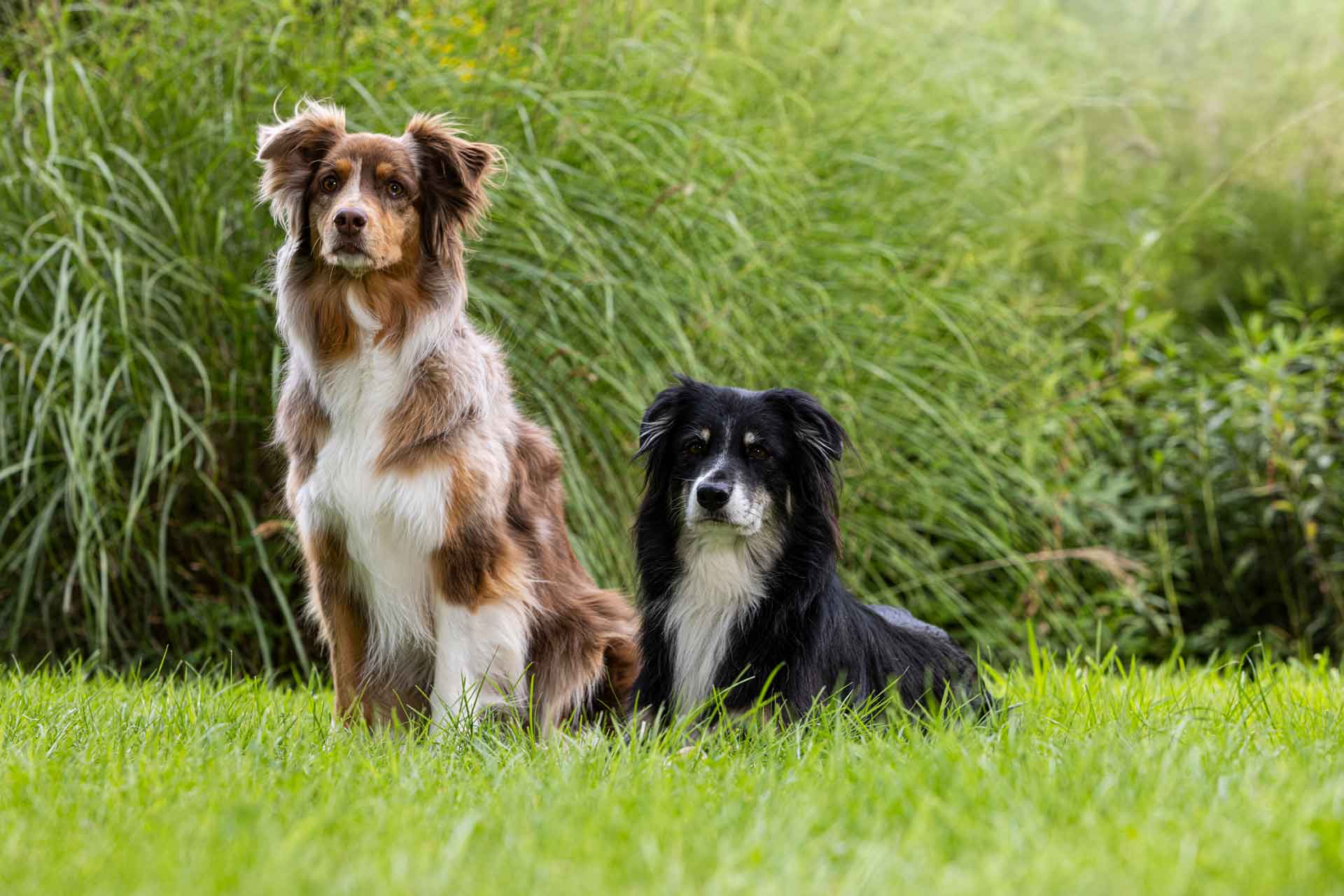 Zwei Hunde sitzen auf der Wiese