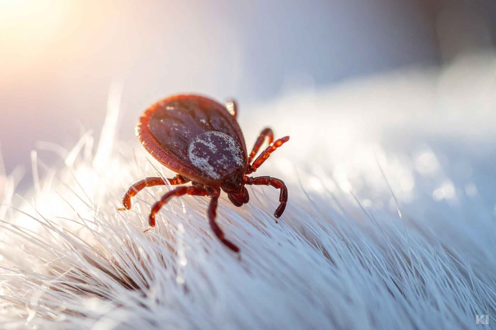 Zecke läuft auf dem Fell eines Hundes