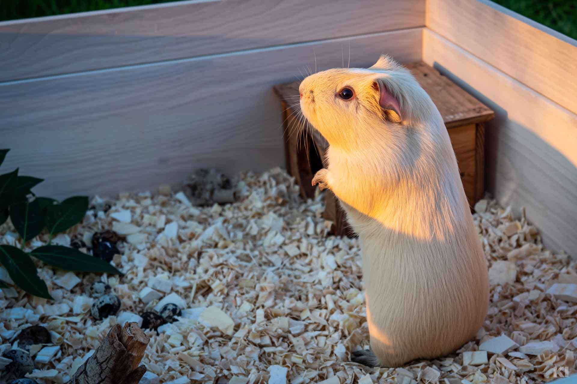 Meerschweinchen auf Hinterbeinen in seinem Gehege