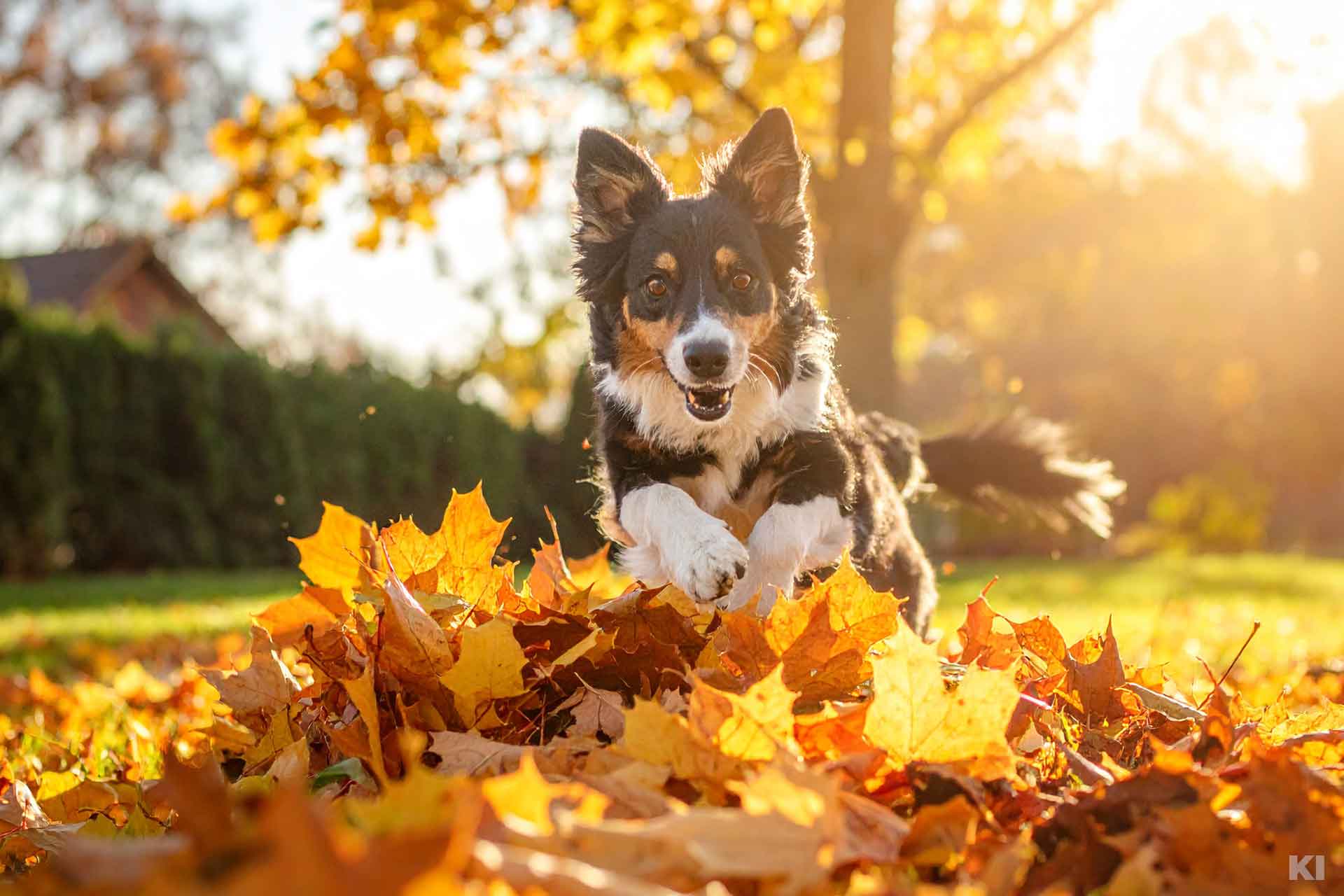 Hund springt im Garten durch Laub, die Sonne scheint, es ist Herbst.
