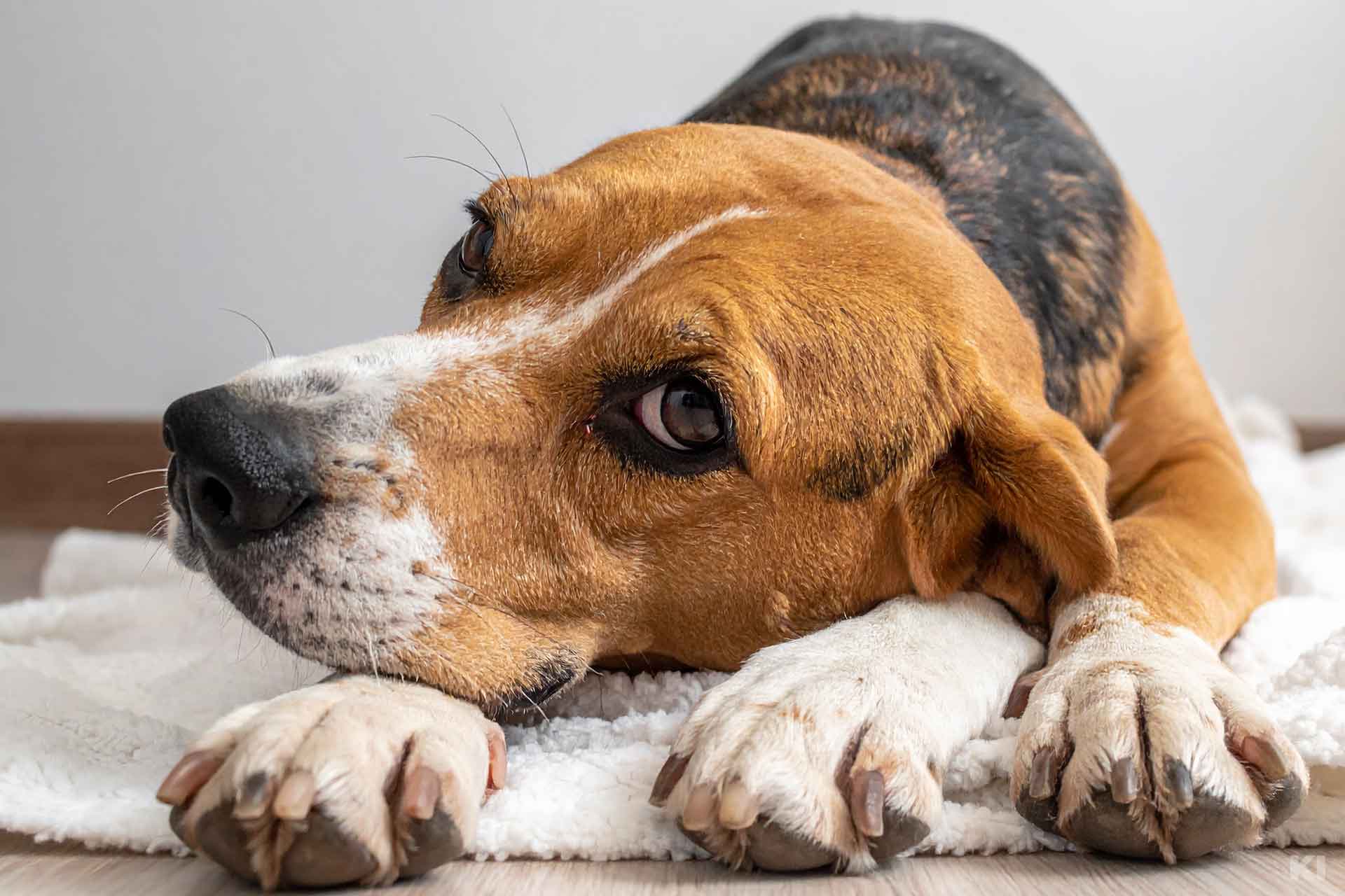 Hund liegend auf einer Decke schaut mit schrägliegendem Kopf Richtung Kamera