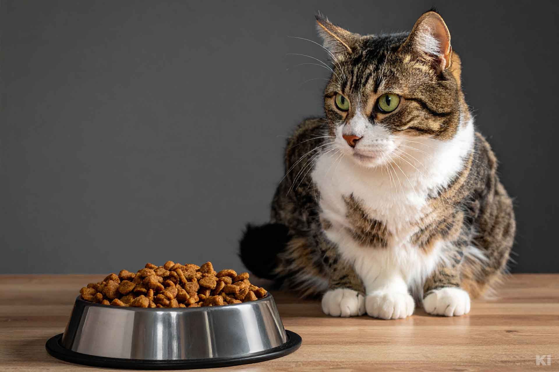 Katze sitzt neben einem Futternapf, schaut aber desinteressiert