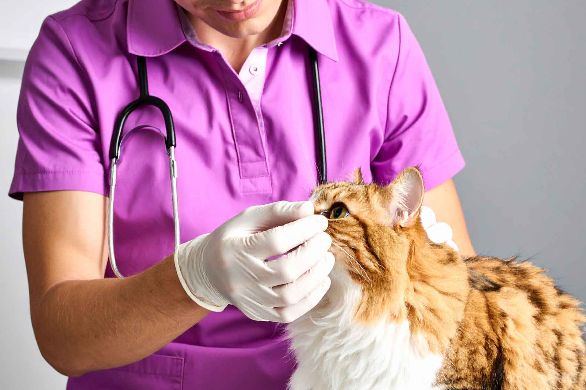 Tierärztin prüft die Augen einer Katze und trägt Handschuhe