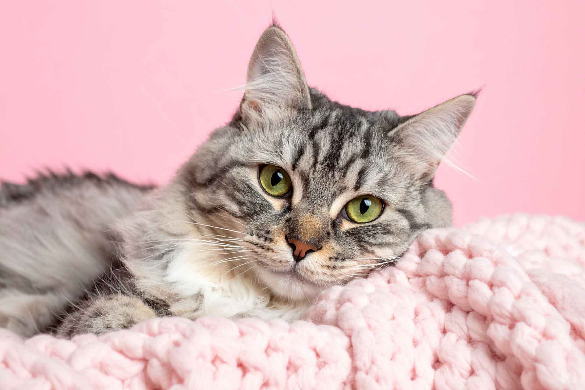 Kranke Katze getigert liegt auf einer rosanen, gestrickten Decke mit Katzenschnupfen