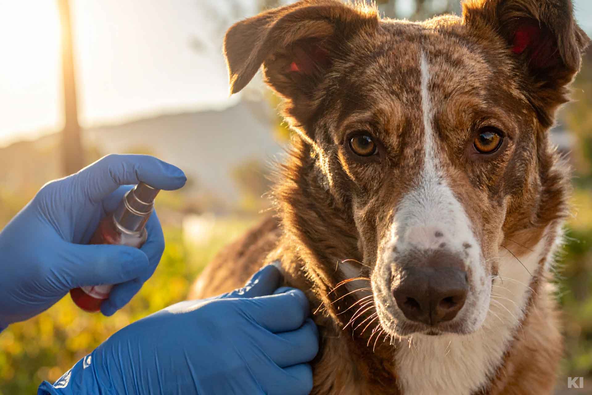 Hund wird mit einem Zeckenspray am Fell eingesprüht