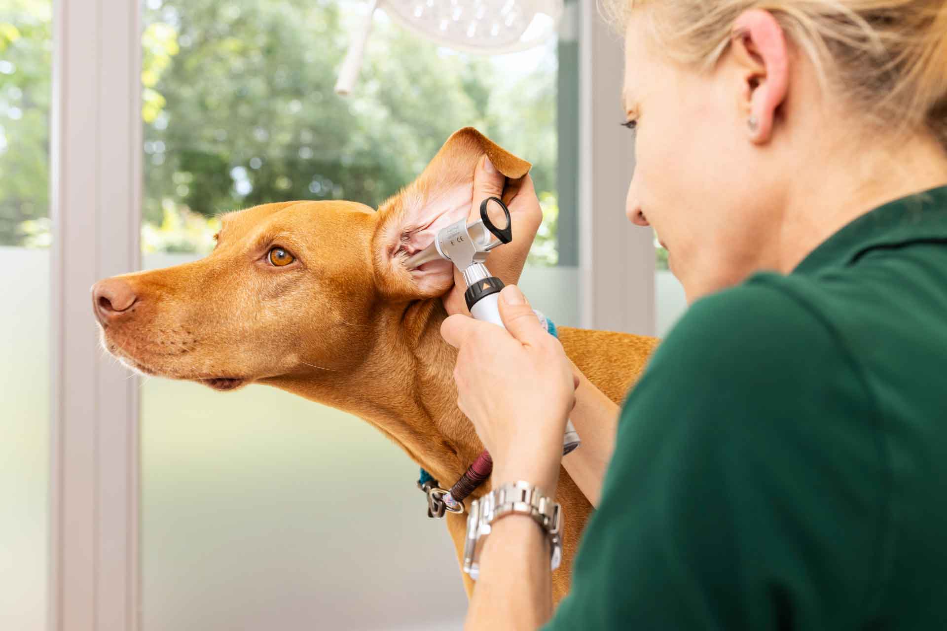 Tierärztin Dr. Ziller-Holzhauer untersucht einen Hund am Ohr