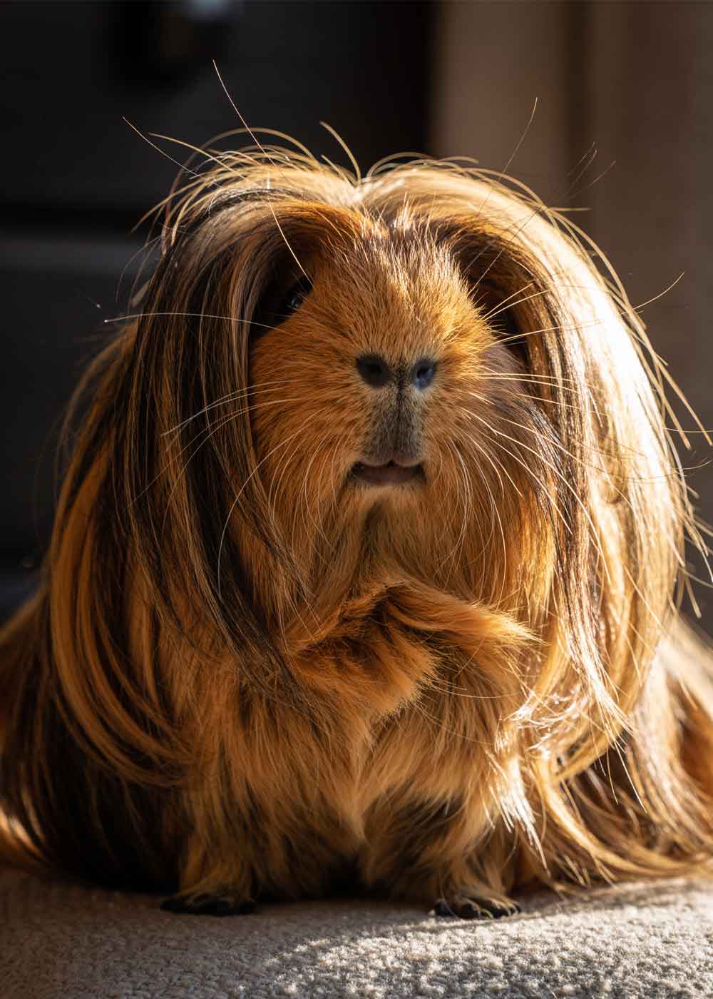 Meerschweinchen mit langen Haaren