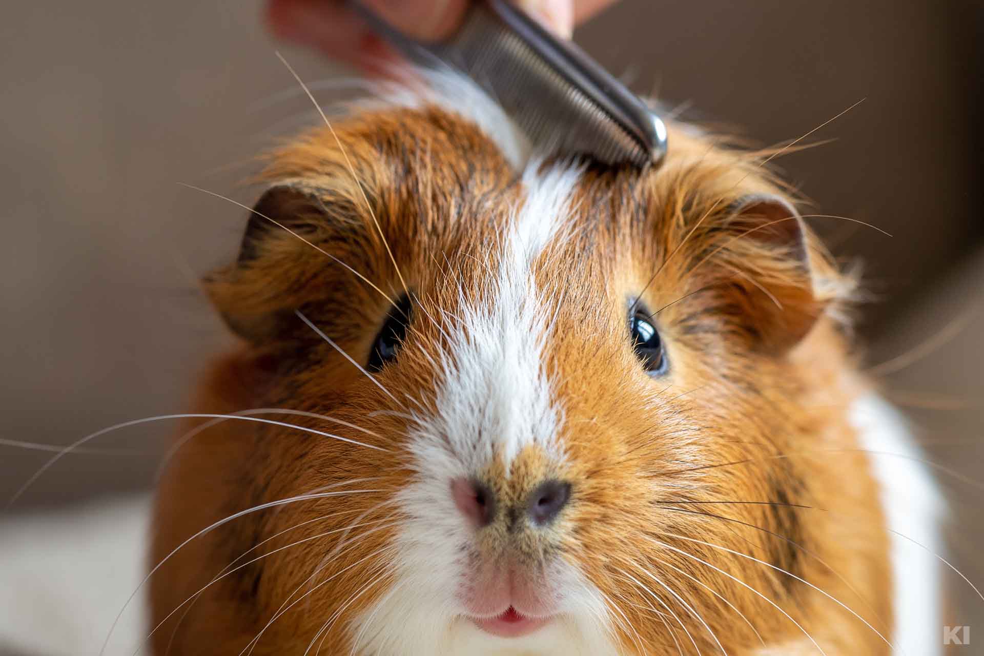 Meerschweinchen, was mit einem Kamm gekämmt wird