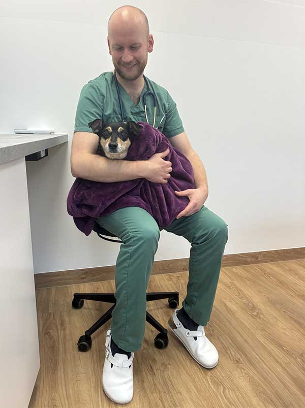 Tierarzthelfer hält Hund in einem Handtuch, der nach einer Narkose wach wird.