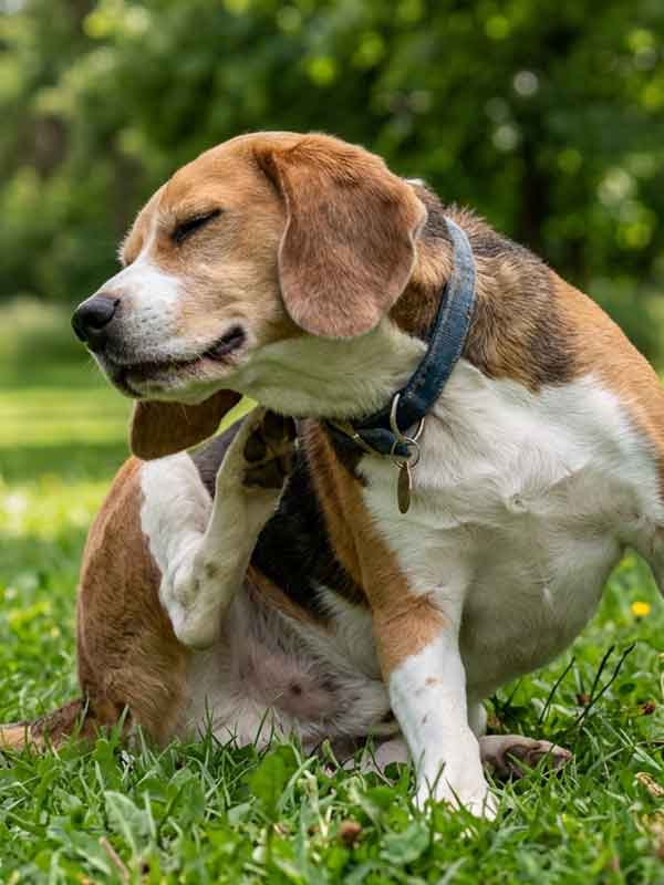 Ein Beagle sitzt in einem Park und kratz sich mit dem Hinterbein hinter seinem Halsband