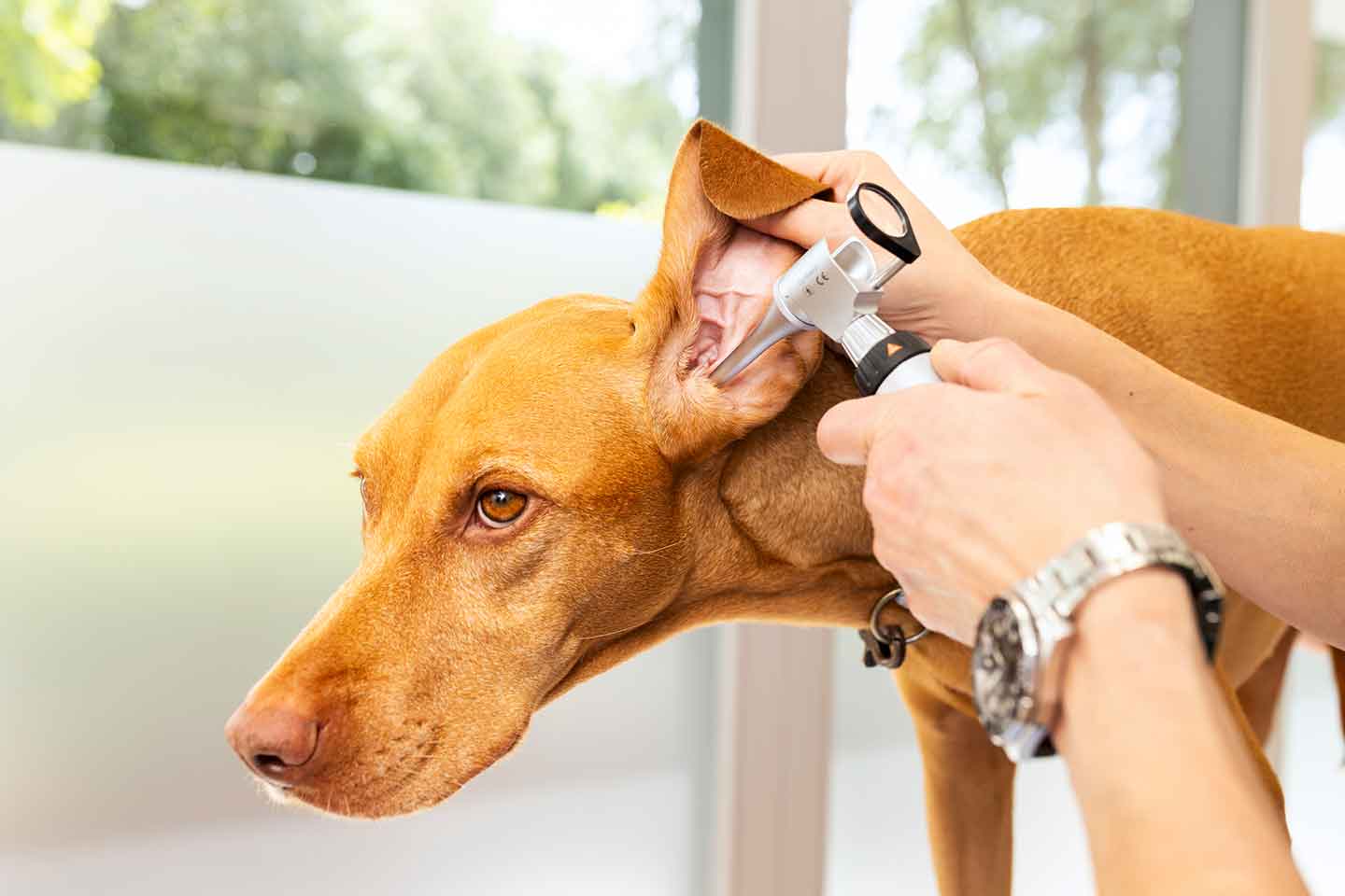 Hund in Behandlung beim Tierarzt lässt sich die Ohren untersuchen