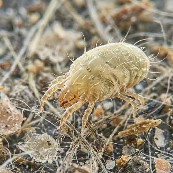 Vergrößerte Aufnahme einer Milbe unter dem Mikroskop