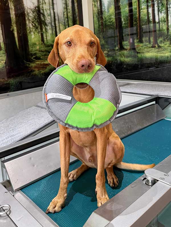 Hund auf einem Aquatrainer im Kleintierzentrum in Bönen, mit einem Wasserspielzeugring in der Schnauze