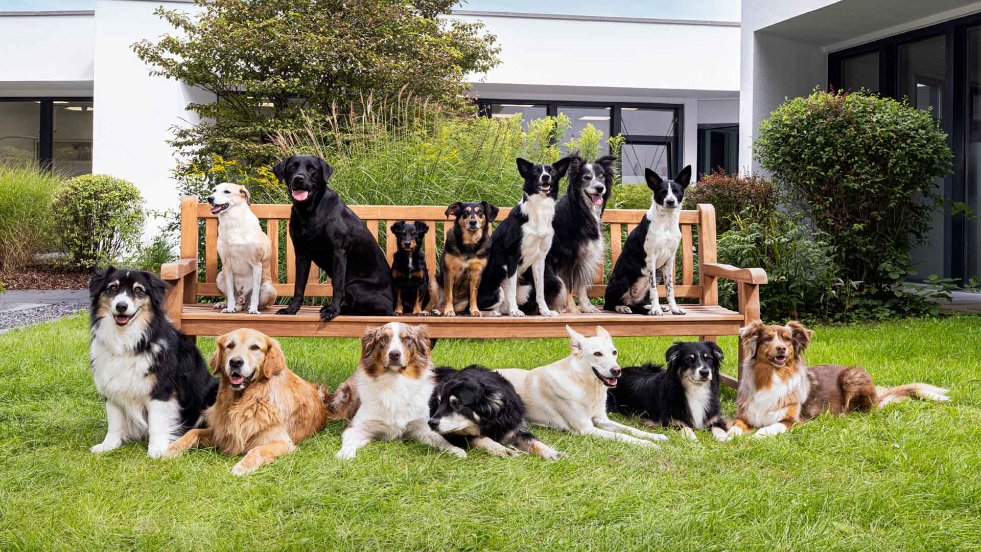 Alle Hunde des Kleintierzentrums posieren auf und unter einer Bank vor der Praxis im Garten