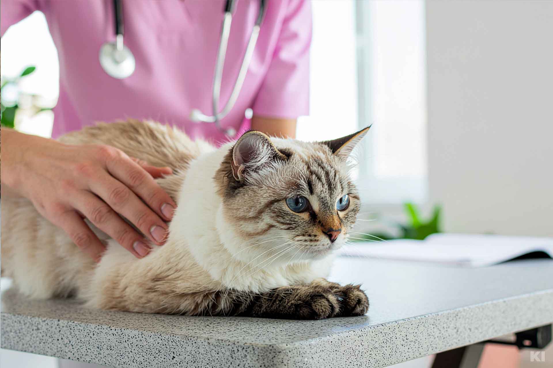 Katze wird mittels manueller Physiotherapie behandelt