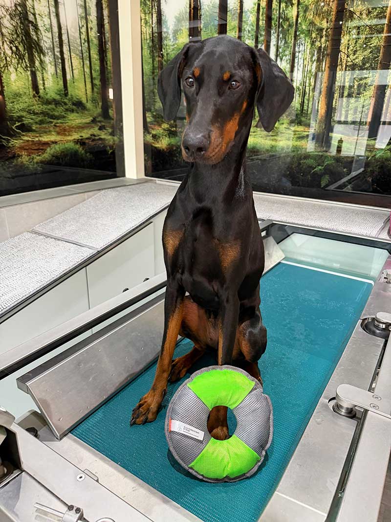 Schwarzer Hund steht auf dem Aquatrainer und an ihm angelehnt ein Wasserspielzeug