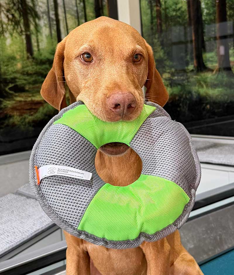 Hund mit Wasserpielzeug in der Schnauze