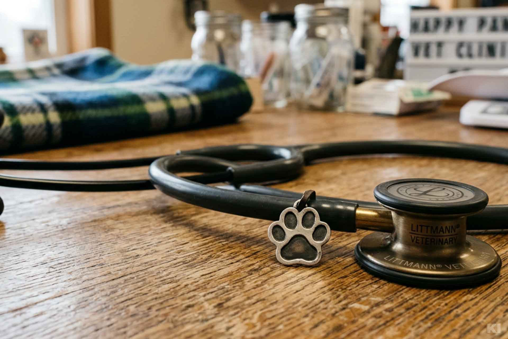 Herzerkrankungen Katze Stetoskop