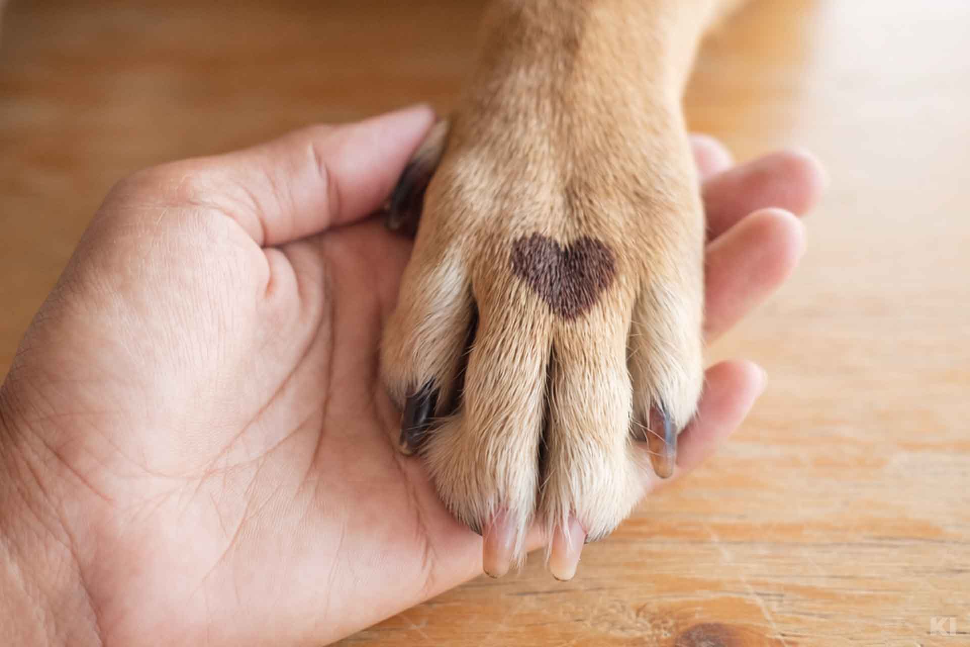 Kreuzbandriss Hund Leitsymptom Pfote in Hand
